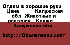 Отдам в хорошие руки  › Цена ­ 100 - Калужская обл. Животные и растения » Кошки   . Калужская обл.